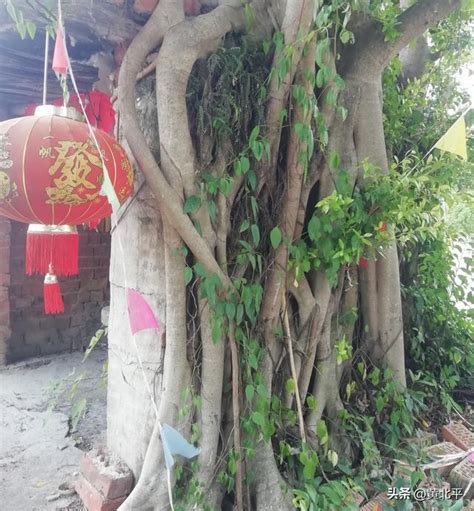 砍榕樹禁忌|屋後必須砍的大樹是什麼 有哪些禁忌種